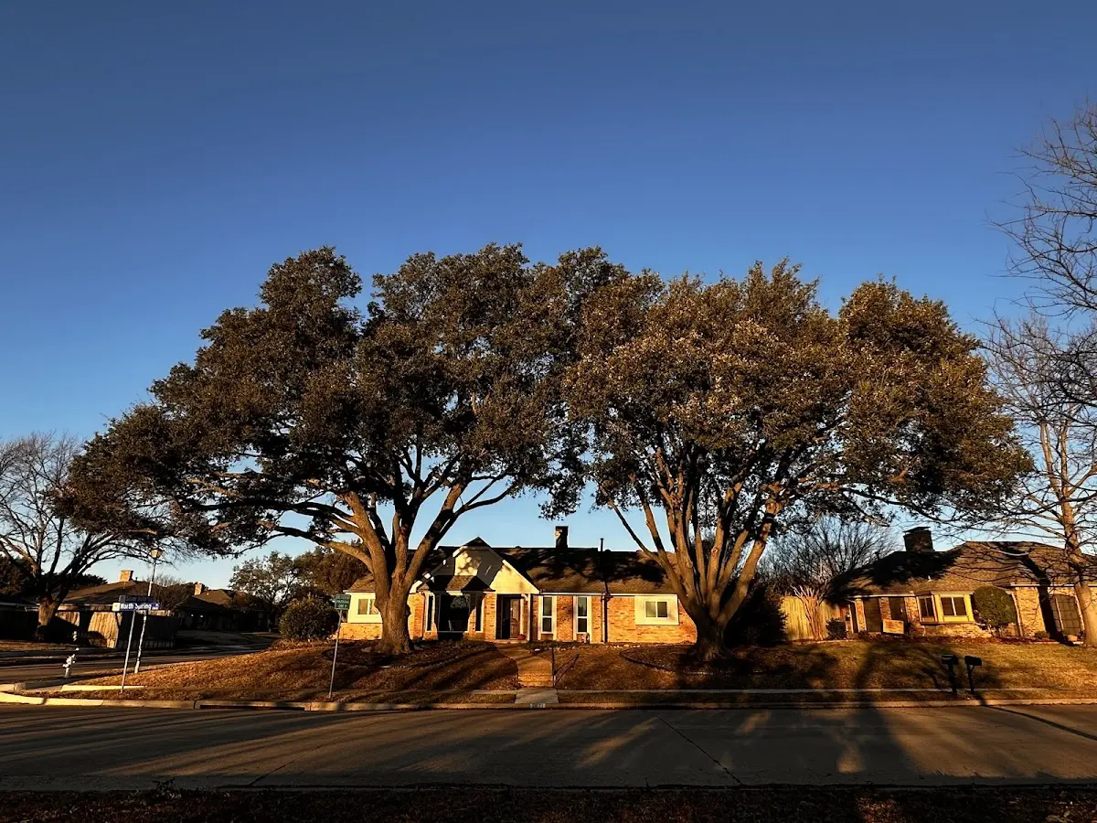 Established residential canopy tree shading a home in Arcadia